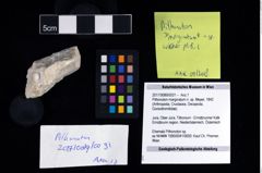 Foto (Objekt + Etikett) von Pithonoton marginatum n. sp. (Meyer, 1842)  (NHMW-GEO-2017-0089-0031)
